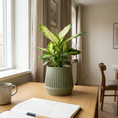 Calathea i Siv selvvandings urtepotte i oliven i skandinavisk indretning