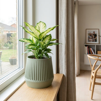 Calathea i Siv selvvandings urtepotte i oliven i på vindueskarmen