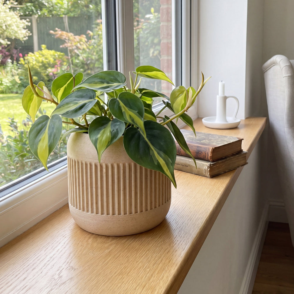 Rille selvvandende urtepotte i Birk med Philodendron på vindueskarm