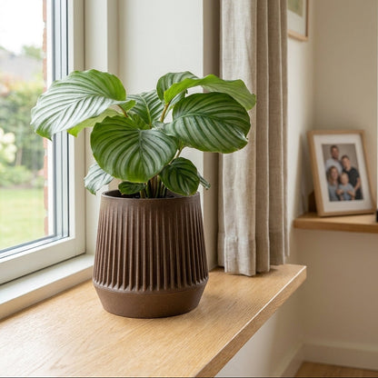 Siv selvvandende urtepotte i valnød med Calathea placeret på skænk ved vindue