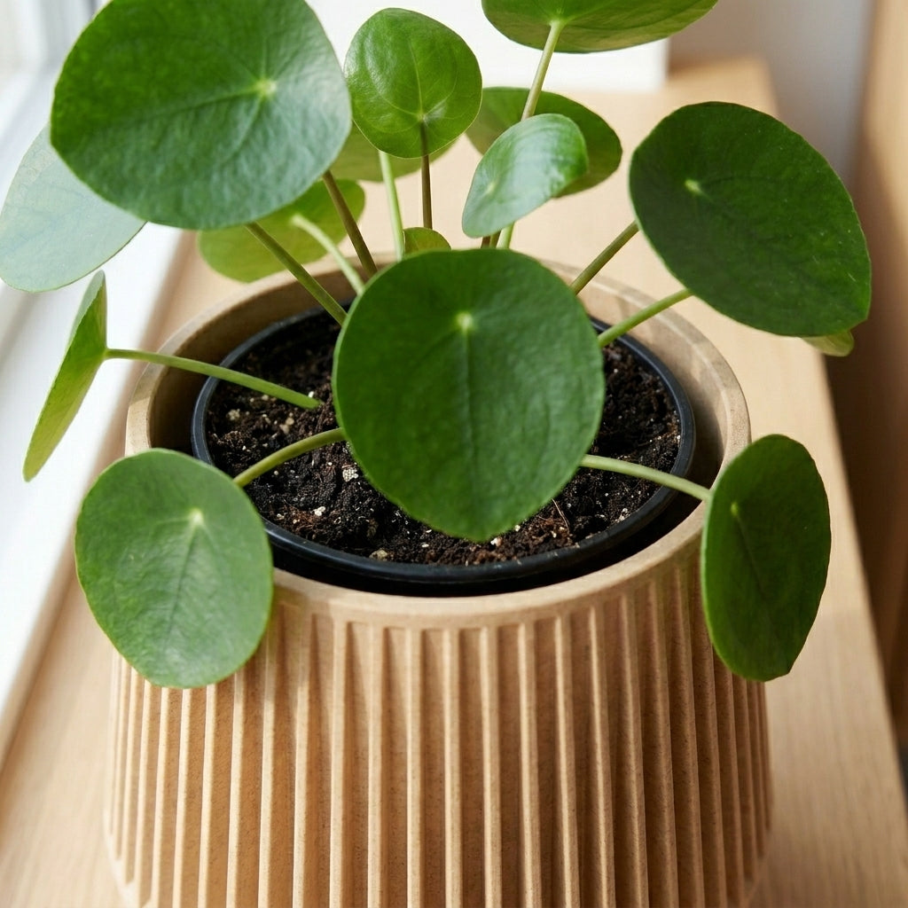 Pilea i Siv selvvandende urtepotte i birk
