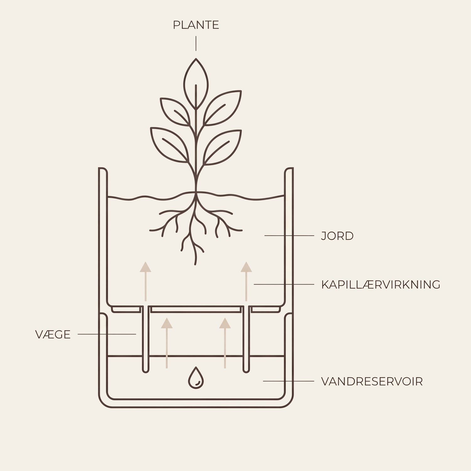 Diagram der viser hvordan en selvvandende urtepotte fungerer med vægesystem og vandreservoir